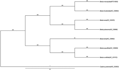 Figure 1. Phylogenetic tree based on the chloroplast genomes of eight plastomes. Bootstrap support values from 1000 replicates are shown branches. All the plastome sequences are available in GenBank, with the accession numbers listed right next to their scientific names.