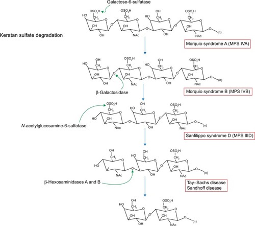 Figure 5 Keratan sulfate degradation pathway.