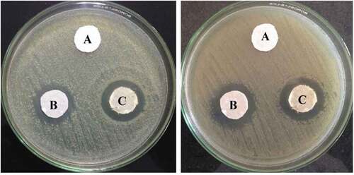 Figure 6. Agar plate antimicrobial activities of untreated cotton fabrics (A) and treated cotton fabrics (B and C) against E. coli (left) and S. aureus (right) bacteria (Subramani et al. Citation2018).