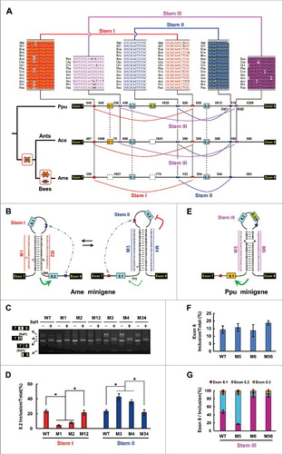 Figure 3. The evolution of mutually exclusive splicing in Hymenopteran MRPs is guided by RNA pairing. (A) Phylogenetic arrangement of the cis intronic elements flanking mutually exclusive exons during Hymenoptera evolution. Symbols are as described in Fig. 2. A schematic diagram of the partial pre-mRNA with constitutive exons depicted as black boxes, alternative exons as colored boxes, and introns as lines. Above are sequences of consensus intronic elements for different taxa (for abbreviations used, see Table S1) with spacings as indicated (nt). The curved lines represent RNA-RNA interactions. (B) The predicted intronic RNA pairing of A. mellifera (Ame) pre-mRNA. Mutations introduced into the dsRNA stem are indicated (M1–M4). The RNA pairings for other Hymenopteran species are shown in Fig. S5. (C) Effects of mutations on the exon 8 inclusion are indicated for disruptive single mutations (M1–M4) and compensatory double mutations (M12 and M34). WT, wild type. The band marked * is a non-specific RT-PCR product. (D) Effects of mutations on the exon 8 inclusion. (E) Predicted intronic RNA pairing of P. puparum (Ppu) MRP1 pre-mRNA. Mutations introduced into dsRNA stem are indicated (M5, M6). (F,G) Effects on exon 8 inclusion (F) exon 8 selection (G) of disruptive single mutations (M5 and M6) and compensatory double mutations (M56). Data are expressed as a percentage representing the mean ± SD from 3 independent experiments. *P < 0.05 (Student's t-test).