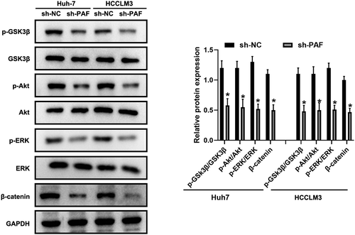 Figure 7. Downregulation of PAF deactivates Akt/GSK3β signaling