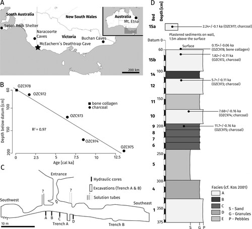 FIGURE 1. Location and stratigraphy of McEachern’s Deathtrap Cave. A, map showing the location of MDC and other key fossil sites discussed in this study. B, depth-age plot. Ages are given in calibrated thousands of years ago (cal ka). C, longitudinal cross-section of MDC (modified from Kos, Citation2001). D, stratigraphy and associated ages of MDC. Ages are given in thousands of years ago (ka).