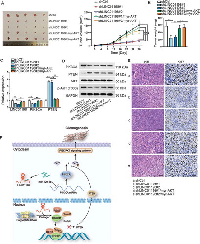 Figure 7. LINC01198 promoted glioma tumour growth in vivo through AKT-dependent pathway. (A) Representative images and the corresponding growth curves of tumours from mice injected with indicated U87 cells. (B) Weight of abovementioned tumours. (C–D) The expressions of LINC01198, PIK3CA and PTEN, as well as protein levels of PIK3CA, PTEN, AKT and p-AKT (T308) in these xenografts, were detected by qRT-PCR and Western blot, respectively. (E) Tumour histology was studied by HE staining (scale bar = 200 μm), while the proliferation marker Ki67 was estimated by IHC staining (scale bar = 200 μm). (F) Schedule model of the regulatory mechanism of LINC01198 in gliomagenesis. **P < 0.01.