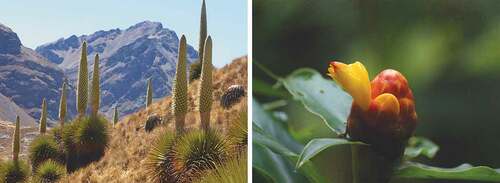 Figure 6. Species of two genera in which Quaternary speciation occurred in South and Central America. Left: Puya raimondii (Photographic credit: Urrola; CC BY-SA 4.0); Right: Costus wilsonii (Photographic credit: Pedro Juarez).