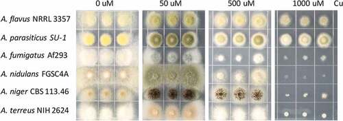 Figure 1. Growth phenotype of different Aspergillus strains on different Cu concentrations. 2000 spores of indicated Aspergillus strains grown on solidified GMM under indicated Cu concentrations for 72 h at 37°C.