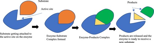 Figure 4. An enzymatic reaction in the assimilation phase.