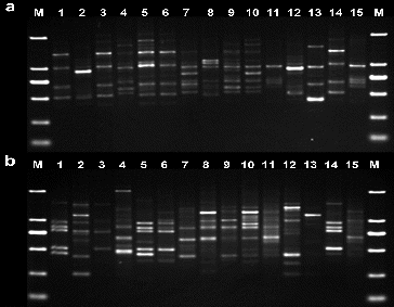 Figure 1. RAPD electrophoretic analysis of 15 Aconitum specimens (a: S112 primer; b: S41 primer). M: DL2000 DNA marker: 100 bp, 250 bp, 500 bp, 750 bp, 1000 bp, 2000 bp.