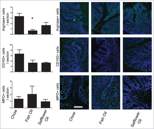 Figure 4. Rat pups born to dams fed diets rich in n-3 PUFA (fish oil) had decreased colonic M2 macrophages. Rat dams were fed either 20% fat diets rich in either n-3 or n-6 PUFA and the offspring colons were examined for the presence of M2 arginase+ macrophages, CD163+ macrophage/monocytes and MPO+ polymorphonuclear leukocytes via immunofluorescence and then quantified on colonic tissues sections. The n-3 diet group had decreased M2 arginase+ macrophages (*, P < 0.05).