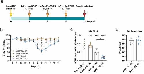 Figure 4. Combination of oncolytic IAV and B7-H3 ICI synergistically promotes NSCLC oncolysis