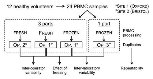 Figure 1. Study design used to evaluate BMEM ELISpot variability. OP, operator.