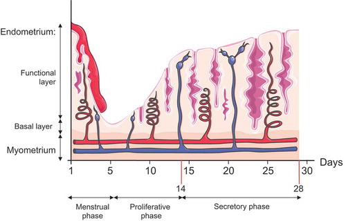 Figure 2. Illustration of endometrial layers and tissue components dynamic changes during the course of the different phases of the menstrual cycle. The endometrium, composed of a single layer of columnar epithelial cells plus stroma, can be subdivided into two layers: the functional, which faces the uterine cavity, and the basal layer in direct contact with the myometrium. Both layers undergo structural changes during the menstrual cycle. Menstruation constitutes the first phase of the menstrual cycle, and it is characterized by the complete desquamation of the functional layer of the endometrium and bleeding (menses). This stage precedes the proliferative phase, characterized by the increase in the synthesis and secretion of estrogens as the ovarian follicles mature (ovarian follicular phase). The estrogens will promote the regeneration of the functional layer from the basal layer of the endometrium. By day 14, a peak in LH secretion triggers a decrease in estrogen production, ovulation, and the formation of the corpus luteum (luteal ovarian phase), which represents the primary source of progesterone. Progesterone will prepare the endometrium for future implantation by fostering global endometrial thickening characterized by increased spiral artery length and coiling, uterine secretions, and reduced smooth muscle cell contractility. In the absence of pregnancy, the demise of the corpus luteum will cause a dramatic drop in the progesterone and estrogen levels, and the initiation of the menstruation starts again