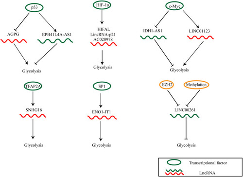Figure 3 The deregulated mechanisms of lncRNAs in cancer glycolysis.
