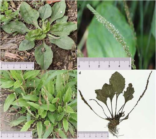 Figure 1. (a). The whole plant of P. asiatica. (b). The flowers of P. asiatica. (c). The original plant of P. depressa. (d). The specimen of P. asiatica.