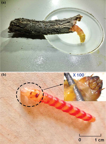 Photo 2.2 The larva of the wood-borer insect under the microscope. Photos (a) and (b) represent the panorama of the wood-borer, and photo (c) is the mouthparts of this caterpillar (magnified 100 times). Photo credit: Z. H. Ning