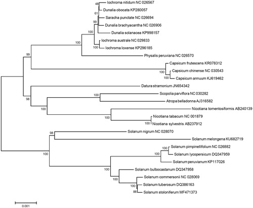 Figure 1. Maximum likelihood phylogenetic tree of S. stoloniferum with 25 species belonging to the Solanaceae based on chloroplast protein coding sequences. Numbers in the nodes are the bootstrap values from 1000 replicates.
