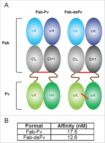 Figure 1. Fab-Fv and Fab-dsFv formats and SPR analysis. Panel (A) an illustrative representation of the initial Fab-Fv and final Fab-dsFv format. The Fab-Fv format is composed of a Fab with an inter-chain disulfide bond linked to an anti-HSA Fv domain via 16 amino-acid S(G4S)3 linkers (brown wavy line). Disulfide bonds are illustrated (red line). The Fab-dsFv format retains the inter-chain disulfide bond between the constant domains and additionally contains a disulfide bond incorporated within the Fv domain at VH44 and VL100 residues. Panel (B) SPR analysis to measure the affinity of Fab-Fv and Fab-dsFv formats to the normal form of HSA (pH 7.4). The bispecific proteins were captured on the chip using a human F(ab')2-specific goat Fab and HSA (ChromPure) normal form (at pH 7.4) was titrated over the captured antibody from 50 nM. Each assay cycle consisted of 1 min injection to capture the antibody prior to an association phase consisting of a 3 min injection of the albumin; subsequent dissociation was monitored for 10 min. Kinetic parameters were determined by simultaneous global-fitting of the resulting sensorgrams (best fit) to a standard 1:1 binding model using Biacore T200 evaluation software v1.