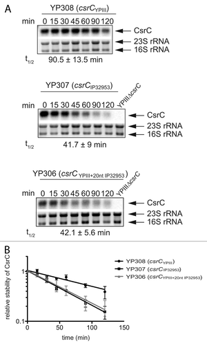 Figure 8. RNA stability assay of CsrC. (A) A RNA stability assay of CsrC in the three different strains YP308 (CsrCYPIII), YP307 (CsrCIP32953), and YP306 (CsrCYPIII+20nt IP32953) was performed. RNA synthesis was stopped by adding 2 mg/ml rifampicin and samples were taken after 0, 15, 30, 45, 60, 90, and 120 min. (B) The half-life of CsrC was measured by a least squares analysis of semi-logarithmic plots of RNA concentration vs. time and represent the mean ± SEM from three independent experiments.