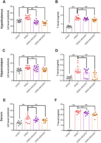 Figure 6. Effect of high-fat diet on protein levels in DHEA-induced PCOS rats. (A,B) Hypothalamic protein levels of LH and testosterone. (C,D) Hippocampal protein levels of LH and testosterone. (E,F) Serum protein levels of LH and testosterone. *p < 0.05, **p < 0.01, compared as indicated. ns: not statistically significant.