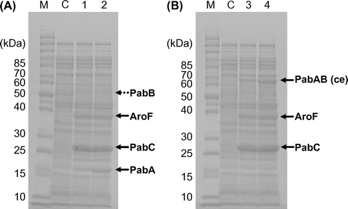 Fig. 2. SDS-PAGE analysis of pabA-pabB- (A) and pabAB (ce)-overexpressing strains (B).Note: These strains were cultivated in M9M medium at 37 °C until OD660 reached 1.0, and cultivation was continued at 27 °C for 21 h after IPTG addition. Marks and numbers: M, molecular marker; C, BW25113(DE3); 1, PABA-7 harboring PT7lac-pabA-pabB; 2, PABA-9 harboring three copies of PT7lac-pabA-pabB; 3, PABA-23 harboring PT7lac-pabAB (ce); 4, PABA-25 harboring three copies of PT7lac-pabAB (ce). PABA-7, PABA-9, PABA-23, and PABA-25 harbor PT7lac-aroFfbr and PT7lac-pabC in their chromosomes. Solid arrows indicate the respective proteins. Although PabB was not observed distinctly, the value of the molecular mass (51 kDa) calculated from amino acid sequence is indicated by a broken arrow.