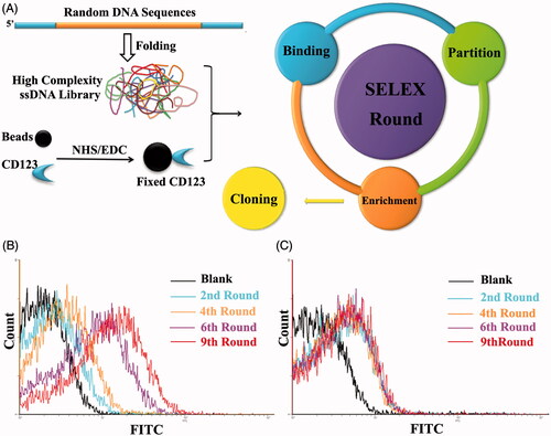 Figure 2. Schematic representation of SELEX system. A. Random DNA sequences contains 66-mer oligonucleotides with 28-base long randomized in central and fixed sequences at both sides. When folded into a three-dimensional structure, it became a high complexity ssDNA library that could satisfy SELEX completely. CD123 peptides were fixed on magnetic beads by NHS/EDC reaction. SELEX round contains binding, partition and enrichment. After several rounds, the pool was cloned. B. Flow cytometry monitoring of the enrichment of aptamers. Compared with the starting random DNA pool, flow cytometry revealed an increase in fluorescence intensity of aptamers bound to the CD123 peptide after the second, the fourth, the sixth and ninth rounds of selection. C. Flow cytometry monitoring of the nonspecific binding to BSA of aptamers.