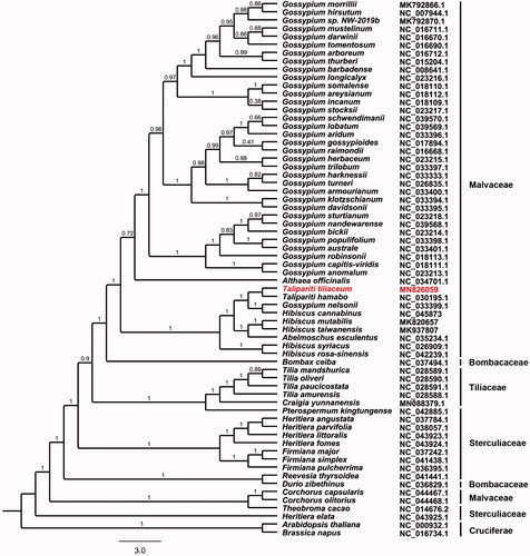 Figure 1. Phylogenetic tree inferred by the maximum likelihood (ML) method based on 89 single-copy genes from 66 representative species. A. thaliana and B. napus were used as out-groups. A total of 1000 bootstrap replicates were computed; the bootstrap support values are shown at the branches.