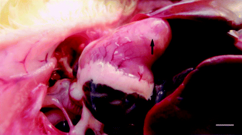 Figure 1. Large white foci of necrosis (arrow) in the heart from a dead duck. Bar = 0.6 cm.