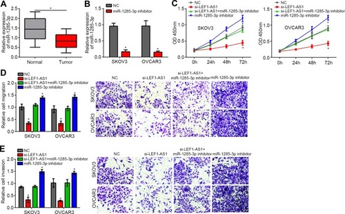 Figure 4 LEF1-AS1 promoted ovarian cancer progression via inhibiting miR-1285-3p. (A) Relative expression of miR-1285-3p in ovarian cancer tissues and normal controls. (B) The expression of miR-1285-3p was inhibited by miR-1285-3p inhibitor transfection. (C-E) CCK8 and Transwell assays were used to detect proliferation, migration and invasion. *P<0.05.