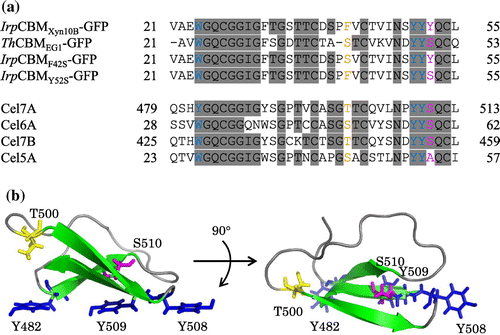 Fig. 2. Amino acid sequences and three-dimensional structures of CBM1s.