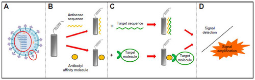 Figure 3 Strategies for electrochemical biosensing of viral pathogens consist of four steps.