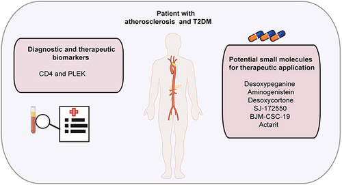 Figure 11 Schematic summary for the identified diagnostic and therapeutic targets and potential small molecules for patients with AS and T2DM.