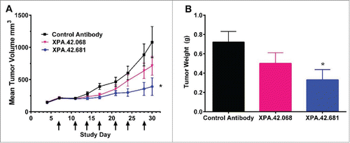 Figure 8. Detroit 562 xenograft tumor volumes following twice weekly IP injections of XPA.42.068, XPA.42.681 or control antibody.Animals were implanted at Day 0 and randomized at Day 4 following establishment of tumors. Each group with 12 mice per group was treated twice weekly with 3mg/kg XPA.42.068, XPA.42.681 or isotype control antibody. Tumor volumes were determined prior to dosing. A) Change in mean tumor volume over time for each dose group. Arrows indicate days of antibody injection. Control Antibody (squares), XPA.42.068 (inverted triangles), and XPA.42.681 (Circles) B). Mean tumor weight for each group taken at Day 30 post-implantation. (*=p < 0.05).