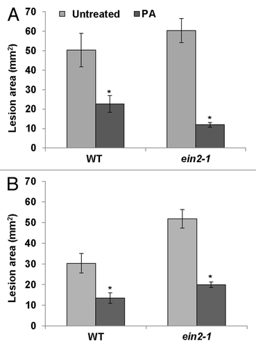 Figure 2. Biocontrol of B. cinerea by P. aphidis in Arabidopsis plants. (A) B. cinerea lesion area was measured 72 h after inoculation of the ethylene mutant ethylene-insensitive protein 2 (ein2–1) and wild-type (WT) untreated plants (Untreated) and compared with lesions on their counterparts sprayed with P. aphidis (PA). (B) Lesion area was monitored on systemic leaves of treated (PA) and untreated plants 72 h after infection with B. cinerea. Asterisks denote significant differences (p < 0.05) as determined by Mann-Whitney Rank Sum test.