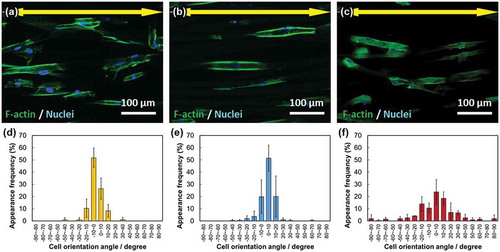 Figure 6. Fluorescence images of the primary osteoblasts cultured on (a) VPC7, (b) SiVPC8, and (c) MgSiVPC12. The yellow arrows indicate the collector rotation direction (0º): green: F-actin and blue: nuclei. The cell orientation angle histograms are shown for (d) VPC7, (e) SiVPC8, and (f) MgSiVPC12. The error bars represent the standard deviation.