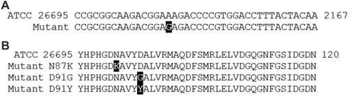 Figure 2 Comparison of 23S rRNA allele and gyrA allele sequences of H. pylori. (A) 23S rRNA allele sequences of H. pylori. Sequence alignment showed that 23S rRNA allele was in the V region. Part of the RNA sequence of 23S rRNA V region shows the allele sequence found in different H. pylori clinical isolates. Compared with ATCC 26695, the mutant was 2143 adenine-guanine mutation. The point mutation has been marked black. (B) gyrA allele sequences of H. pylori. Sequence alignment showed that the amino acid sequence of gyrA was in QRDRs. Compared with ATCC 26695, mutant N87K was 87 asparagine-lysine mutations, mutant D91G was 91 aspartic acid-glycine mutations, and mutant D91Y was 91 aspartic acid-tyrosine mutations. The point mutation has been marked black.