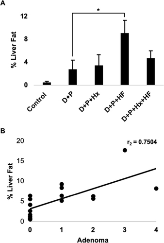 Figure 4 The percent of fat in the liver was determined from H&E stained liver sections for each of the groups as described in the materials and methods. (A) The bars depict the average percent liver fat accumulation for each of the groups. The asterisk indicates a statistical difference between D+P and D+P+HF (p <0.05). Error bars show standard error. (B) The percent liver fat was compared with the number of adenomas for all of the animal groups combined, and a Spearman’s rank correlation coefficient test was performed. The line depicts the correlation between the percent liver fat and the number of liver adenomas per animal (r=75, p=<0.001, n=17). *p<0.05.