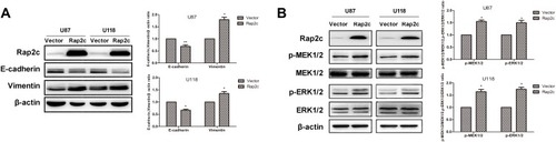Figure 3 Rap2c alters the expression of EMT markers and enhances phosphorylation of MEK1/2 and ERK1/2. (A) Effects of Rap2c overexpression on EMT markers were analyzed by Western blotting. (B) Western blotting analysis of the protein levels of p-MEK1/2, MEK1/2, ERK1/2 and p-ERK1/2 in cells overexpressing Rap2c. Data are showed as mean ±SD (n=3). *P< 0.05; **P< 0.01.