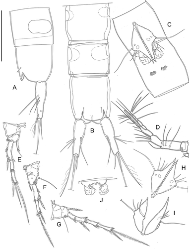 Figure 11. Kinnecaris iulianae sp. nov. A, female, fifth urosomites, anal somite, anal operculum and caudal ramus, lateral view. B, female, fourth and fifth urosomites, anal somite, anal operculum and caudal rami, dorsal view. C, female, genital double-somite, genital field, P5, ventral view. D, female, antennule. E, female, leg 2. F, female, leg 3. G, female, leg 4. H, female, leg 5. I, female, leg 5 (variability). J, female, genital field, ventral view. Scale bar: 50 µm.