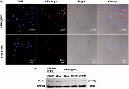 Figure 2. (A) Cellular uptake of siRNA@PPD. Fluorescence images of B16-F10 cells under laser confocal microscopy after co-incubation with 200 nM of siRNA@PPD and free siRNA for 12 h. Scale bar = 20 μm. The cell nucleus was stained by DAPI emitted blue fluorescence, and siRNA-cy3 uptake by cells emitted red fluorescence. (B)PD-L1protein silencing of siRNA-PD-L1 via western blot in vitro. PD-L1 protein silencing effects of siRNA@PPD (25 nM, 50 nM, 100 nM, 200 nM of siRNA-PD-L1) inB16-F10 cells detected by Western blot analysis.