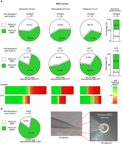 Figure 5. Extracellular reducing agents enhance seal formation in mouse dorsal root ganglion (DRG) neurons. (a) pie graphs representing the percentage of seal resistances “above 0.5 GΩ” (in green) or “below 0.5 GΩ” (in white) immediately after whole-cell break-in from dorsal root ganglion (DRG) neurons recorded in control (ambient) or reducing (200 μM DTT) conditions. Data was acquired from three independent experimenters and categorized as described in figure 2. Bar graphs (right of pie graphs) are summarized data from all experimenters in control (ambient) conditions or in the presence of 200 µM DTT. Heat maps under the respective experimenter illustrate the seal resistance of each individual cell recorded in either ambient or reducing (200 μM DTT) conditions. Number of recorded DRG neurons from each operator and condition is reported above the respective pie or bar graph. (b) Seal success in TCEP (1 mM) is presented for the advanced experimenter, along with an exemplar bright-field microscopic image with 4× objective (magnified with 20× objective) demonstrating a giga-ohm seal formed between the glass pipette tip and the DRG neuron.