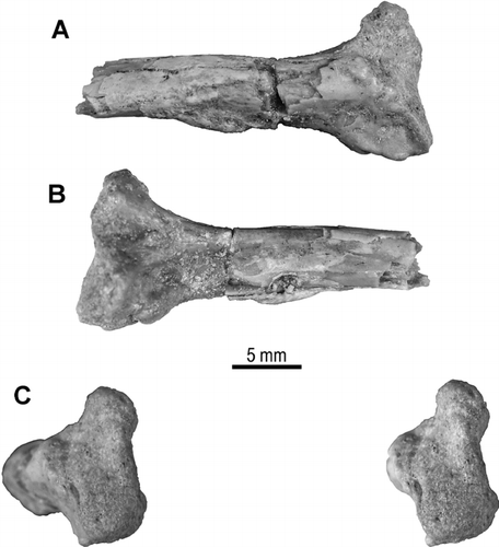 FIGURE 9 Proximal fragment of right rib, UA 9684-5 (part of holotype), of Menarana nosymena, gen. et sp. nov., from the Late Cretaceous of Madagascar in A, anterior; B, posterior, and C, stereophotographic proximal views.