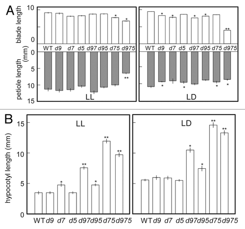 Figure 1. Length of leaf blade, petiole and hypocotyl of prr mutants grown under continuous light (LL, left panel) or 16 h light/8 h dark (LD, right panel). d9, d7 and d5 in these figures mean prr9, prr7 and prr5 mutants, respectively. Double and triple mutants were represented by the combinations of these abbreviations. (A) Plants were grown under for 22 d.a.g under 40 μmol m-2 s-1 PPFD, and then 3rd leaves were measured (n ≥ 6). (B) Seedlings were grown for 7 d.a.g under 20 μmol m-2 s-1 PPFD and measured (n ≥ 12). Error bars represent SE, and single or double asterisks indicate significant difference from WT using Tukey's LSD (*p ≤ 0.05, **p ≤ 0.01).