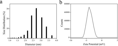 Figure 3. DLS (a) and Zeta potential (b) of the as-synthesized AuNCs sample (5 W/2 min).