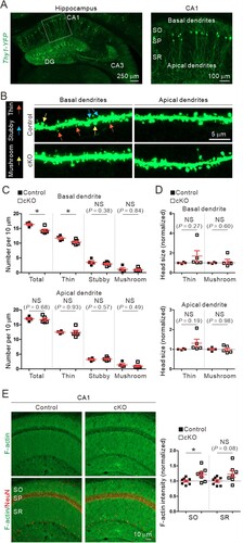 Figure 2. Dendritic spine and F-actin changes in the hippocampal CA1 region of aged Cyfip2 cKO mice. (A) Visualization of CA1 pyramidal neurons in Thy1-YFP mice by sparse expression of yellow fluorescent protein (YFP). CA, cornu ammonis; DG, dentate gyrus; SO, stratum oriens; SP, stratum pyramidale; SR, stratum radiatum. (B) Representative confocal images of dendritic spines in the basal and apical dendrites of CA1 pyramidal neurons of aged control and Cyfip2 cKO mice. Examples of dendritic spines in each morphologically-based categorization (thin, stubby, and mushroom) are indicated by arrows with different colors. (C) Quantification of dendritic spine number in the basal (upper panel) and apical (lower panel) dendrites. NS, not significant. (D) Quantification of dendritic spine head size in basal (upper panel) and apical (lower panel) dendrites. (E) Representative confocal images and quantification of F-actin levels in the hippocampal CA1 region of aged control and Cyfip2 cKO mice. N = 4–8 mice.