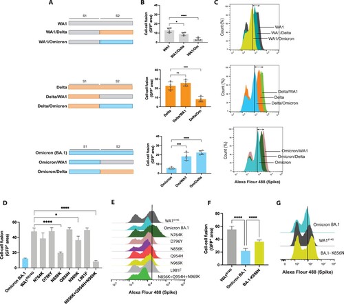 Figure 4. Specific mutations located in S2 domain of Omicron BA.1 variant reduce S cell surface expression. (A) Schematic representation of the S protein chimeras generated in this study. (B) Quantification of cell-cell fusion represented as GFP expression of each wild-type and chimeric S proteins. Shown are the means and SDs of four replicates. One-way ANOVA with Dunnett’s multiple comparison test was performed to compare mean differences between each chimeric S protein and corresponding wild type S variant. Statistical significance was considered when p ≤ 0.05 (*p < 0.05, **p < 0.01, ***p < 0.001, ****p < 0.0001). (C) Spike surface expression of chimeric and wild type proteins analysed by flow cytometry. HEK293T cells were transfected with the corresponding S proteins and after 24 h, cells were stained with anti-S antibody. (D) Quantification of syncytia formation of Omicron BA.1 S, WA1614G S and WA1614G S containing the different mutations found in Omicron BA.1 S2 domain. Cell-cell fusion was represented as GFP positive area. Shown are the means and SDs of three replicates. One-way ANOVA with Dunnett’s multiple comparison test was performed to compare mean differences between WA1614G S and each WA1614G S mutant. Statistical significance was considered when p ≤ 0.05 (*p < 0.05, **p < 0.01, ***p < 0.001, ****p < 0.0001). (E) Spike surface expression of S proteins analysed by flow cytometry. HEK293T cells were transfected with the corresponding S proteins and after 24 h, cells were stained with anti-S antibody. (F) Quantification of syncytia formation of WA1614G S, Omicron BA.1 S and Omicron BA.1 S protein containing the ancestral amino acid present in WA1 S protein at position 856 (S: K856N). One-way ANOVA with Dunnett’s multiple comparison test was performed to compare mean differences between Omicron BA.1 S and WA1614G or Omicron BA.1- K856N S mutant. Statistical significance was considered when p ≤ 0.05 (*p < 0.05, **p < 0.01, ***p < 0.001, ****p < 0.0001). (G) Spike surface expression of Omicron BA.1, WA1614G and Omicron BA.1-K856N S proteins analysed by flow cytometry. HEK293T cells were transfected with the corresponding S proteins and after 24 h, cells were stained with anti-S antibody.