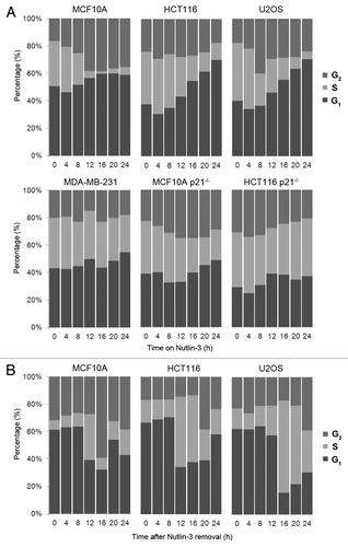 Figure 5. Nutlin-3-induced p21waf1 protein leads to reversible G1/G2 arrest. (A) p53 wild-type cells (top panel) and p53- and p21waf1-defective cells (bottom panel) were incubated with 10 µM Nutlin-3 for 0–24 h. Cells were harvested and assayed for DNA content by flow cytometry. (B) After 24 h of 10 µM Nutlin-3, the drug was removed and cells were incubated for an additional 24 h in fresh medium before assaying by flow cytometry.