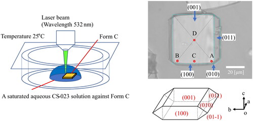 Figure 5. Raman spectroscopy measurement on Form C’s (001) surface exposed by a saturated CS-023 solution. A, B, C, D: Laser beam irradiation sites.