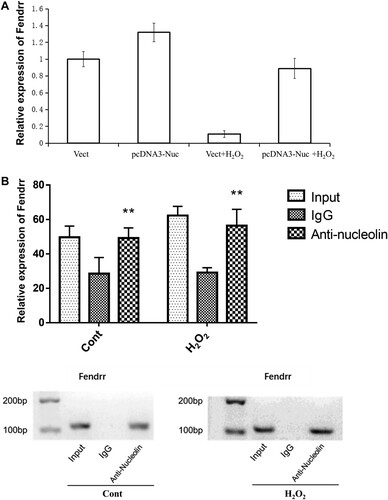 Figure 4. Nucleolin up-regulated the expression of LncRNA Fendrr in H2O2-induced cardiomyocytes injury. (A) Fendrr expression was detected using qRT-PCR. Cardiac muscle cell line with nucleolin overexpression was treated with H2O2 for 12 h. *, P < 0.01, vs. Vect group, n = 6; #, P < 0.01, vs. Vect + H2O2 group, n = 6. (B) The interaction between nucleolin and Fendrr was confirmed using RNA immunoprecipitation (RIP) (top) and electrophoresis on agarose gel (bottom) in cardiomyocytes treated with PBS or H2O2 (0.4 mM, 12 h). **, P < 0.01, vs. IgG group, n = 4. Vect, the empty vector served as negative control; pcDNA3.1-Nuc, nucleolin overexpression group.
