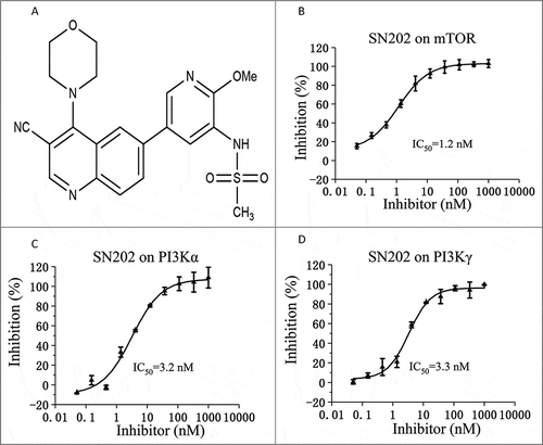 Figure 1. Chemical structure and biochemical activity of SN202. (A) The chemical structure of SN202. Inhibition rate of SN202 on kinase activity of mTOR (B), PI3Kα (C) and PI3Kγ (D).