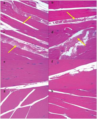 Figure 3. Histopathological results of quadriceps muscles of rabbits 48 h (A–D) and 14 days (E–H) after administration. Magnification: 200x. Yellow arrow: protein fluid exudation. A and B (vehicle control group), C and D (vaccine group), E and F (vehicle control group), and G and H (vaccine group) are the left and right quadriceps muscles, respectively, of the same rabbit