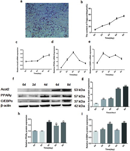 Figure 1. Changes in the mRNA and protein expression of the Acot2 gene and adipogenic marker genes PPARγ and C/EBPα during the adipogenic differentiation. (a) On the 8th day of the adipogenic differentiation with the oil red O staining. The red part represents lipid droplets (200 ×). (b) Changes in the triglycerides during the adipogenic differentiation. (c-e) Changes in the mRNA expression of Acot2, PPARγ and C/EBPα during the adipogenic differentiation. (f) Changes in the protein expression of Acot2, PPARγ and C/EBPα during the adipogenic differentiation. (g-i) The density analysis of the protein immunoblotting (*P < 0.05, **P < 0.01, ***P < 0.001. Acot2, Acyl-CoA Thioesterase-2; C/EBPα, CCAAT/enhancer-binding protein alpha; PPARγ, peroxisome proliferator-activated receptor gamma)